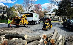 Tree and Shrub Care in Morganville, NJ